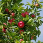 Apfelbaum