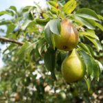Birnenbaum